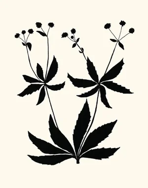 Sanicle, Giclée Print by Philippa Katz