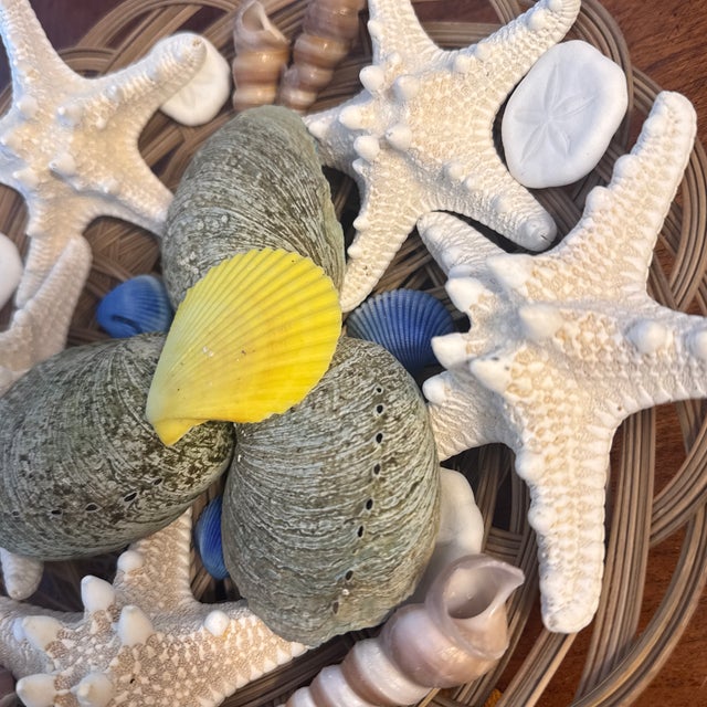 Curated Maritime Still Life: An Assemblage of Pristine Specimen Seashells and Starfish in Woven Tray For Sale In Minneapolis - Image 6 of 8