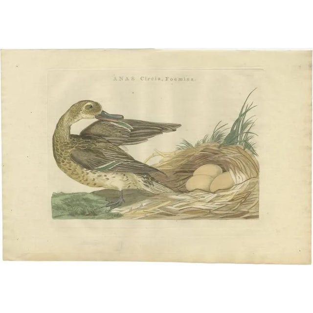 Sepp & Nozeman, Female Garganey Duck, 1789, Paper For Sale
