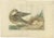 Sepp & Nozeman, Female Garganey Duck, 1789, Paper For Sale
