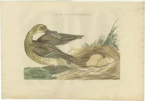 Sepp & Nozeman, Female Garganey Duck, 1789, Paper