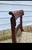 1940s 19th Century Regency Style Flame Mahogany Dining Chairs For Sale - Image 5 of 6
