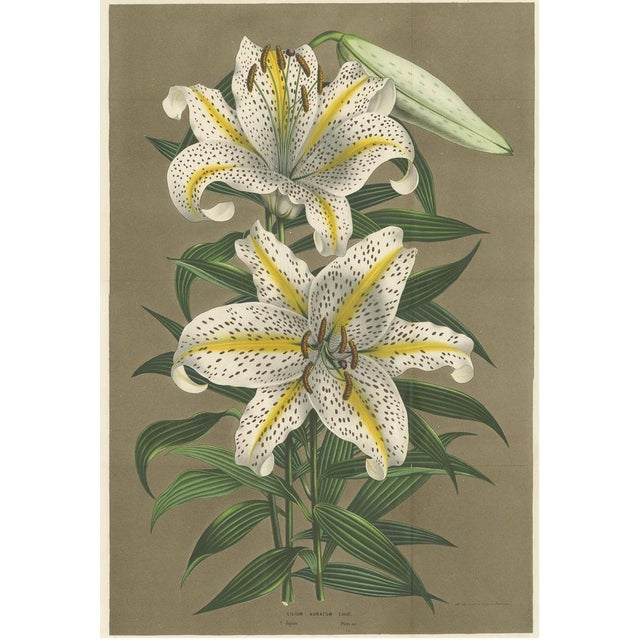 Antique botany print titled 'Lilium Auratum'. Large lithograph of the lilium auratum, one of the true lilies. It is native...