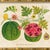 Illustration Reproduction Giclee Print of Vintage Fruit & Flowers (6) Art Print, Framed For Sale - Image 3 of 6