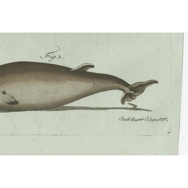 Bertuch, Orca, Whale and Dolphin, 1805, Engraving For Sale - Image 6 of 9