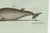 Bertuch, Orca, Whale and Dolphin, 1805, Engraving For Sale - Image 6 of 9