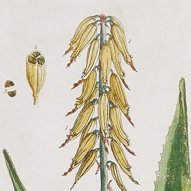 Early 21st Century Vintage Botanical Study, Set Of 4 For Sale - Image 5 of 5