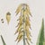 Early 21st Century Vintage Botanical Study, Set Of 4 For Sale - Image 5 of 5