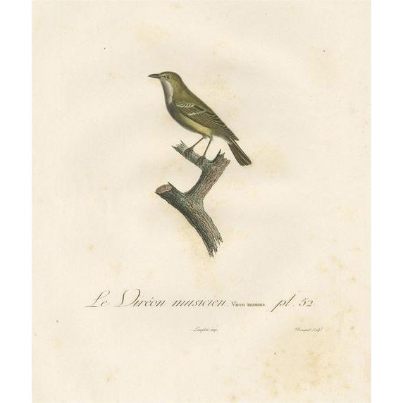 Paper Louis Jean Pierre Vieillot, Large Vireo Bird Illustration, 1807, Handcolored Print For Sale - Image 7 of 7