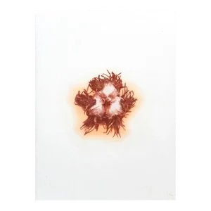 "Botanica VI". - Gum Dichromate Print by S. Howard