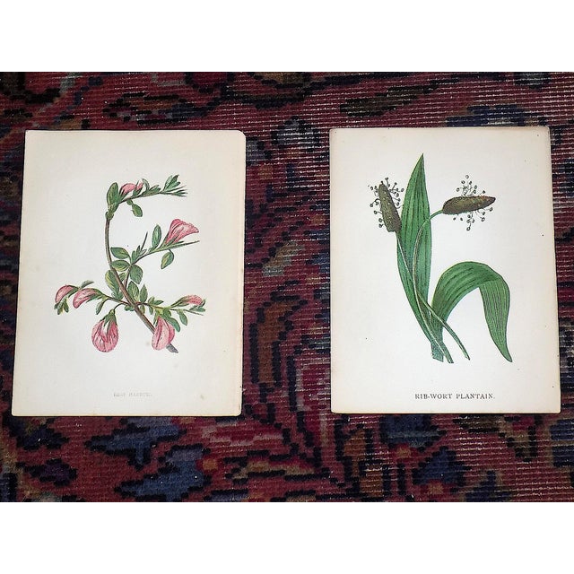 Authentic Antique 19th Century Anne Pratt Botanical Chromolithographs - Set of 12 For Sale In Cincinnati - Image 6 of 10