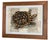 Vintage Tortoise & Manuscript Botanical-Style Art Print in Reeded Wood Frame For Sale - Image 4 of 12