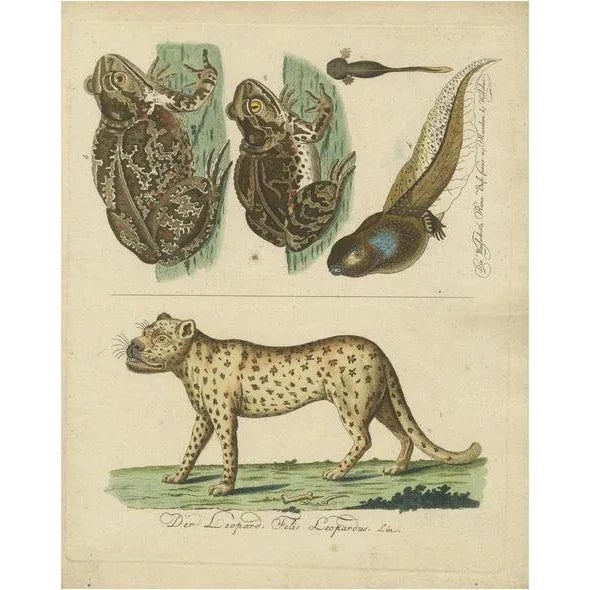 Paper Amphibians, Reptiles and Mammals, 1793, Paper For Sale - Image 7 of 7