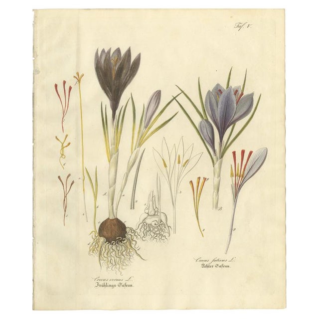 Crocus Sativus, 1800s, Paper For Sale - Image 10 of 10