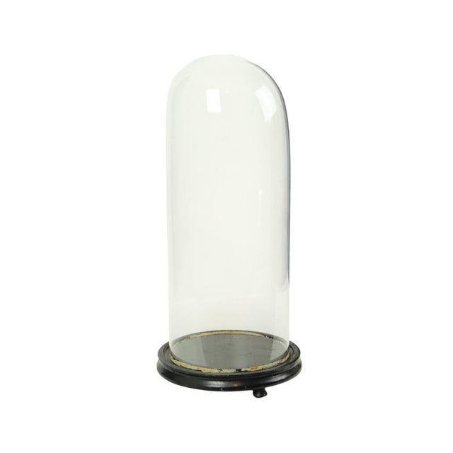 Large antique glass dome (cloche) with its original black wooden base; the glass is mouth-blown, and the dome dates from...