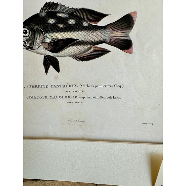 Set 3 Hand-Colored Engraving - Captain Duperry "Voyage De La Coquille" 1826 For Sale - Image 16 of 18