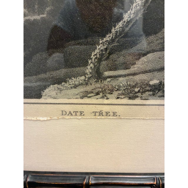 Natural Curiosities “Date Tree” Tropical Botanical Landscape Framed Print For Sale - Image 4 of 6