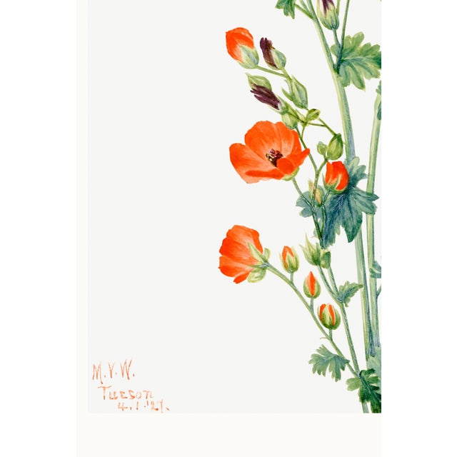 Scarlet Globe Mallow, Vintage Botanical Art Print Reproduction by Mary Vaux Walcott, 32" X 48" For Sale - Image 9 of 10