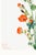 Scarlet Globe Mallow, Vintage Botanical Art Print Reproduction by Mary Vaux Walcott, 32" X 48" For Sale - Image 9 of 10