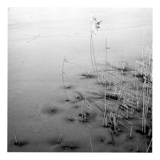 Paul Cooklin, Study III, Edition of 50 For Sale