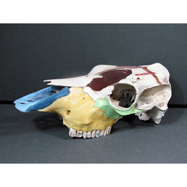 Folk Art 1980s Hand-Painted Bovine Skull Sculpture in Southwestern Folk Art Style For Sale - Image 3 of 10