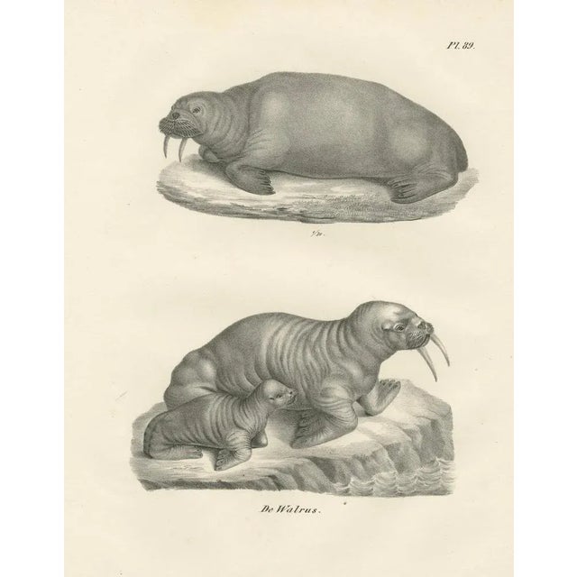 19th-Century Lithograph of Walruses in Arctic Habitat with Calf Illustration This finely detailed 19th-century lithograph...