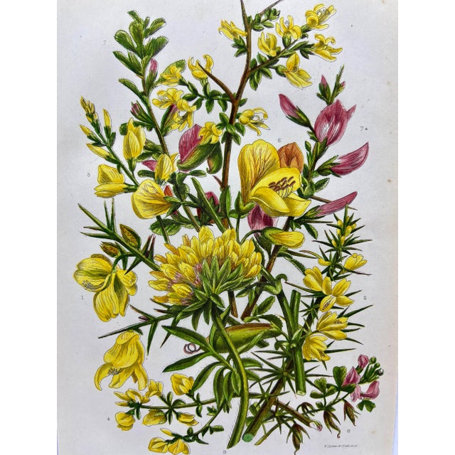 Illustration Antique W. Dickes & Co. Botanical Print From England Showcasing Yellow & Pink Varieties of Furze, Greenweed and Harrow Flowers - Circa 1870 For Sale - Image 3 of 12