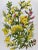 Illustration Antique W. Dickes & Co. Botanical Print From England Showcasing Yellow & Pink Varieties of Furze, Greenweed and Harrow Flowers - Circa 1870 For Sale - Image 3 of 12