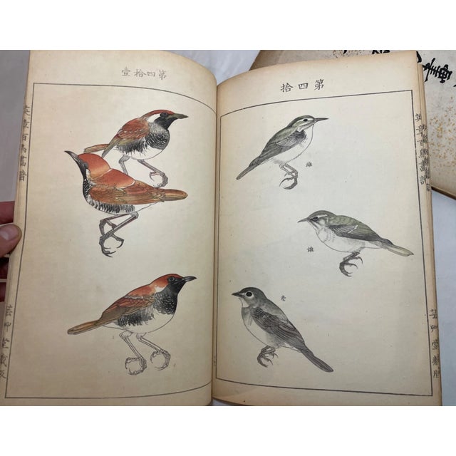1914 Antique Japanese Eisho Hyakucho Gafu Tsuchida Eisho Birds Woodblock Prints For Sale - Image 9 of 18