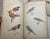 1914 Antique Japanese Eisho Hyakucho Gafu Tsuchida Eisho Birds Woodblock Prints For Sale - Image 9 of 18
