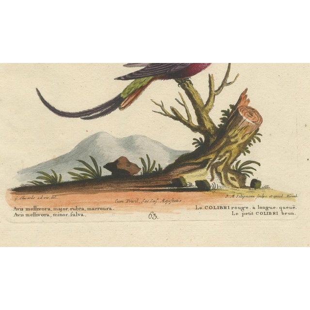 Paper After George Edwards, Large Red and Small Brown Hummingbirds, 18th Century, Print For Sale - Image 7 of 8