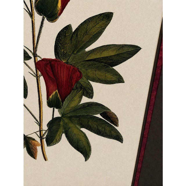 Cream Vintage Framed "Jenna's Flowers Ii" Botanical Print by Decorative Arts, Inc. For Sale - Image 8 of 12