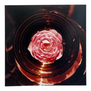 Peter C. Jones Botanical Still Life Color Photograph, 2005 For Sale