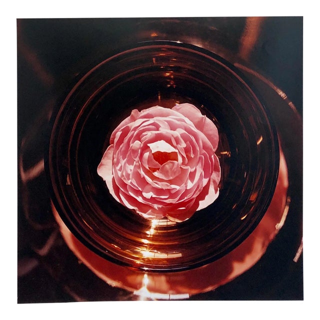 Peter C. Jones Botanical Still Life Color Photograph, 2005 For Sale