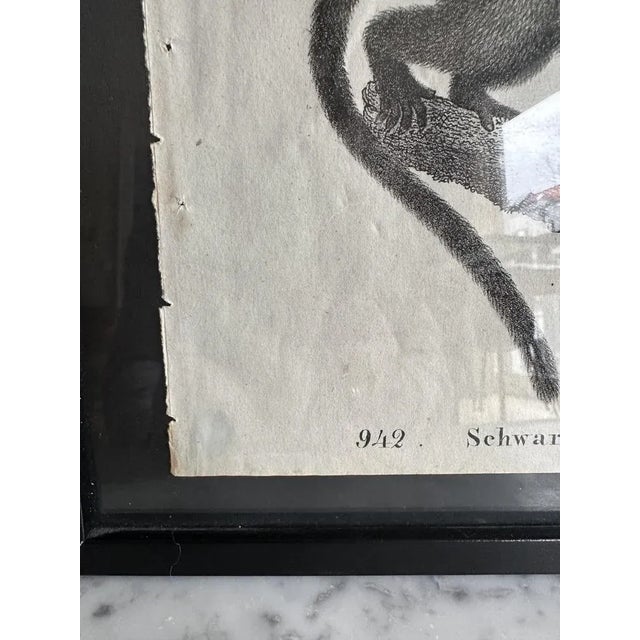 Glass Monkey, 1831-35, Original Lithograph For Sale - Image 7 of 12