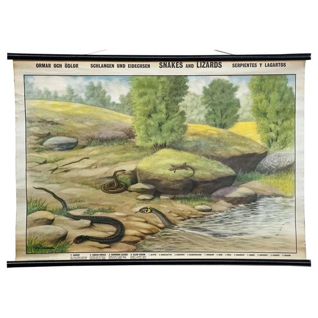 Paper Vintage Rollable Wall Chart, 1970s For Sale - Image 7 of 7