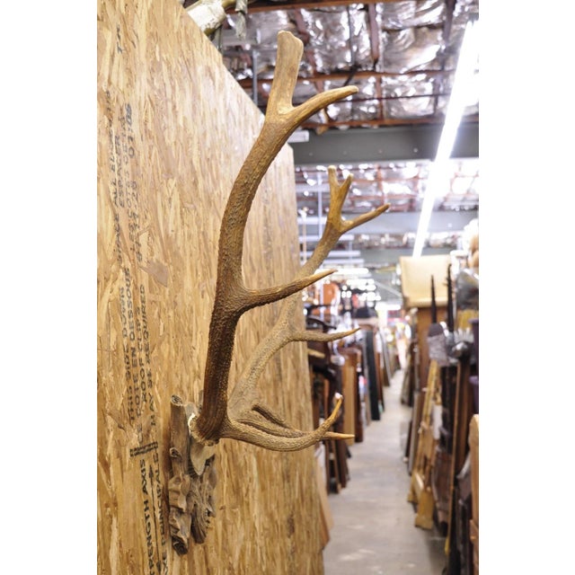 Early 20th Century Antique Black Forest Victorian Wall Mounted Taxidermy Large Deer Skull & Antlers For Sale - Image 5 of 17