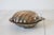 Mid 20th Century Vintage Silver-Plated Shell Butter Dish & Caviar Server With Frosted Glass Liner For Sale - Image 5 of 12