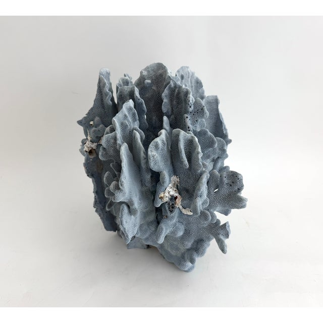 Late 20th Century Stately Natural Blue Coral Specimen Coastal Decor For Sale - Image 5 of 9