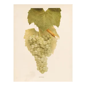 1900s U. P. Hedrick, Original Antique Photogravure of Dutchess Grapes
