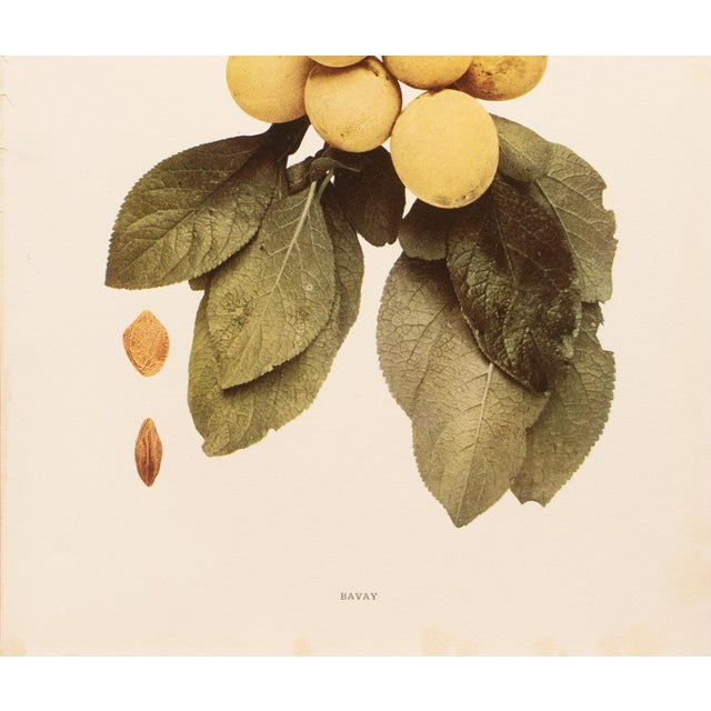 1900s U. P. Hedrick, Original Antique Photogravure of Bavay Plums For Sale - Image 4 of 7