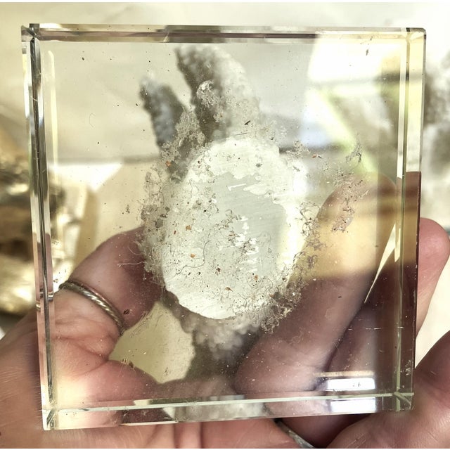 Pair Faux Coral White Thick Finger Mounted on Glass Decorative Objects For Sale - Image 12 of 12