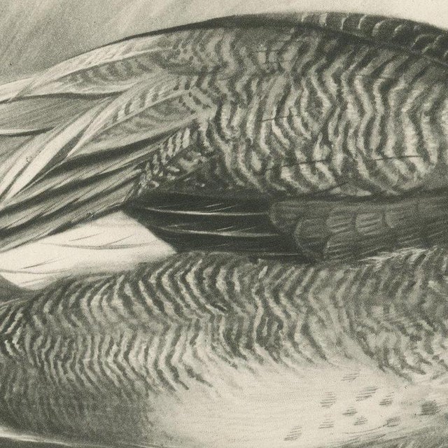 Lilian Medland, Gadwall Duck Among Reeds, 1909, Print For Sale - Image 6 of 9
