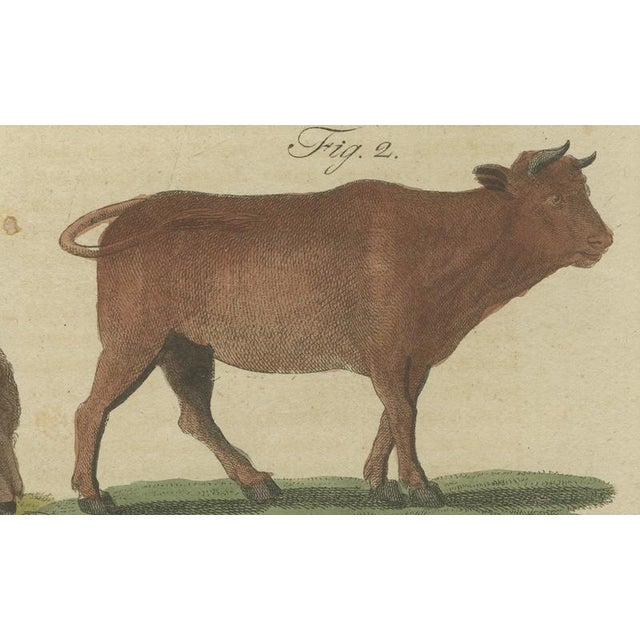 Black Antique Indian Cattle, Buffalo & Musk Ox Engraving from Bertuch, 1796 For Sale - Image 8 of 10