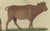 Black Antique Indian Cattle, Buffalo & Musk Ox Engraving from Bertuch, 1796 For Sale - Image 8 of 10