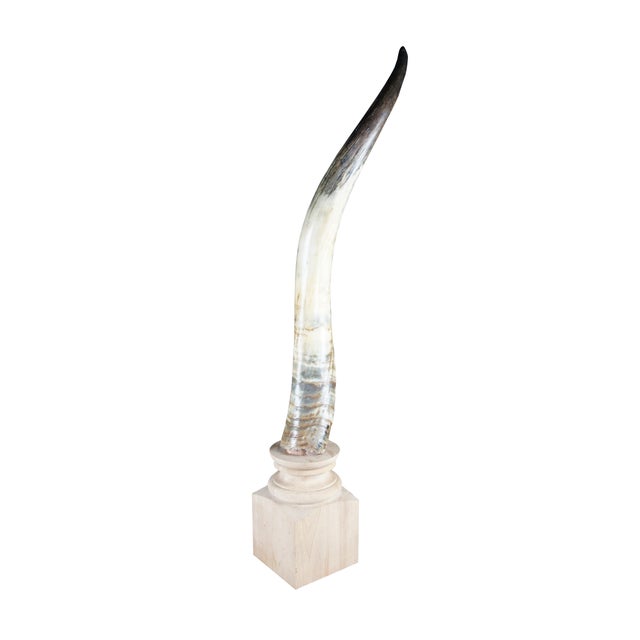 African Mid 20th Century African Kudu Antler Horn on Wooden Stand For Sale - Image 3 of 10
