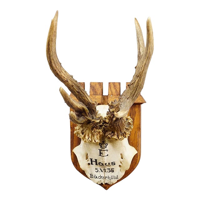 Abnormal Red Deer Trophy by Philipp Ernst, Prince of Thurn and Taxis, 1935 For Sale