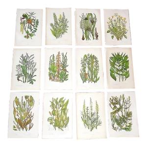 Antique 19th Century Botanical Lithographs - Set of 12