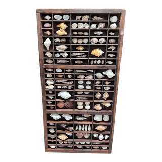 Vintage Printer Tray With Shells For Sale