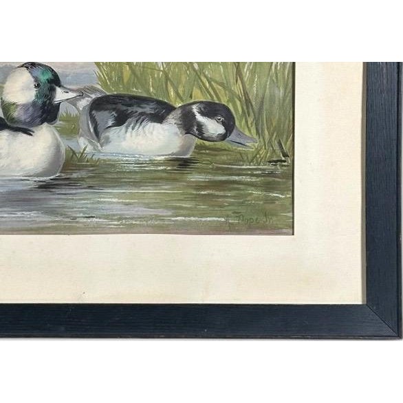 Antique 1878 Alexander Pope Jr Duck Chromolithograph Bufflehead Ducks Framed For Sale - Image 9 of 10
